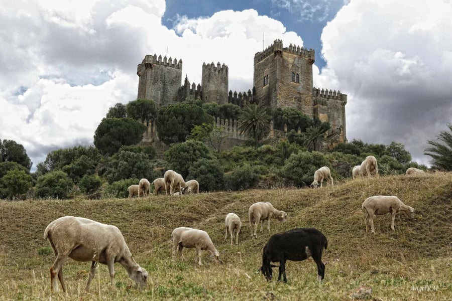 Đàn cừu gặm cỏ bên lâu đài Almodóvar del Río ở tỉnh Córdoba, xứ Andalusia