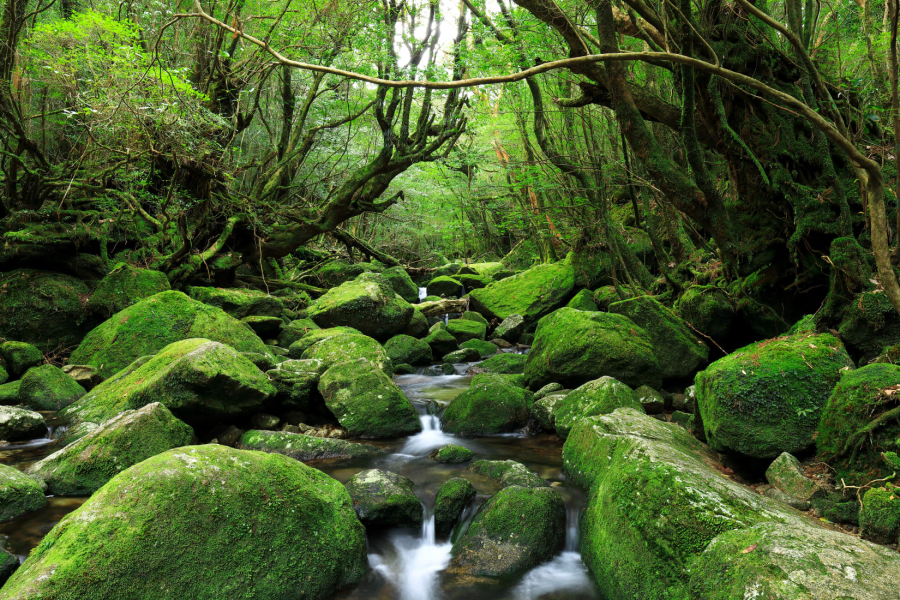 Vườn quốc gia Yakushima là nguồn cảm hứng cho Công chúa Mononoke của Studio Ghibli