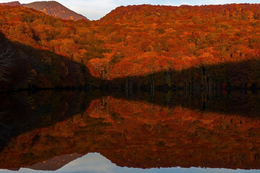 Nước hồ Tsutanuma trong vắt như gương phản chiếu thảm rừng sồi vàng - đỏ rực