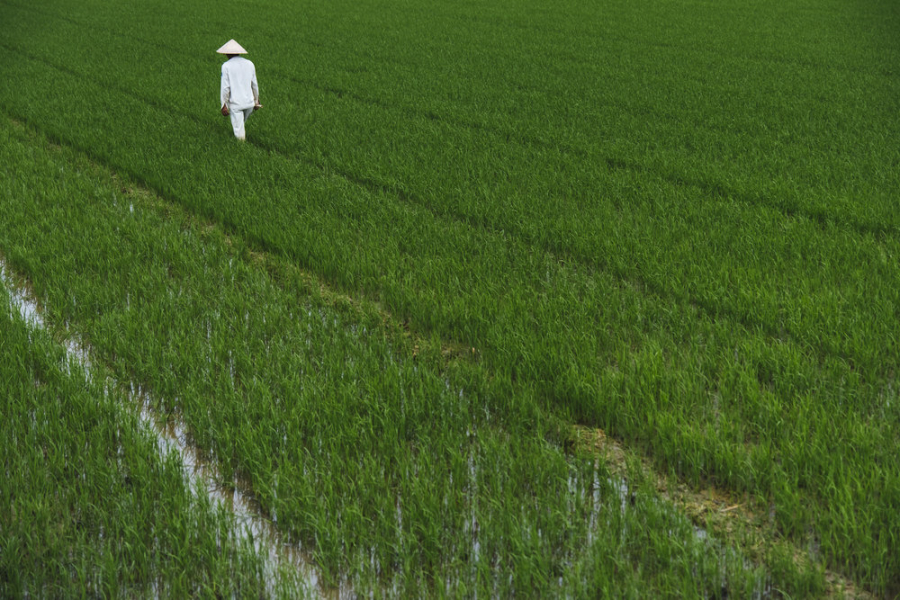 Vietnam+rice+fields