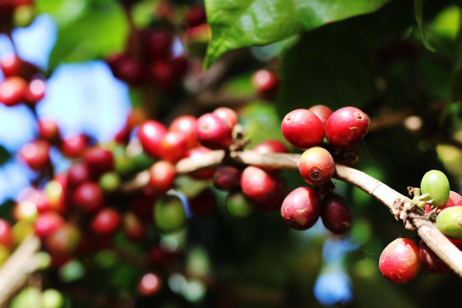 Best-Arabica-Coffee-Beans-of-Laos