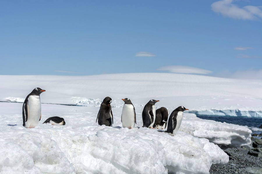 silversea-antarctica-cruise-south-shetland-island-gentoo-penguins