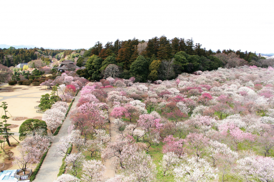 Tấm thảm hồng trải khắp khu vườn đẹp TOP 3 của Nhật Bản 