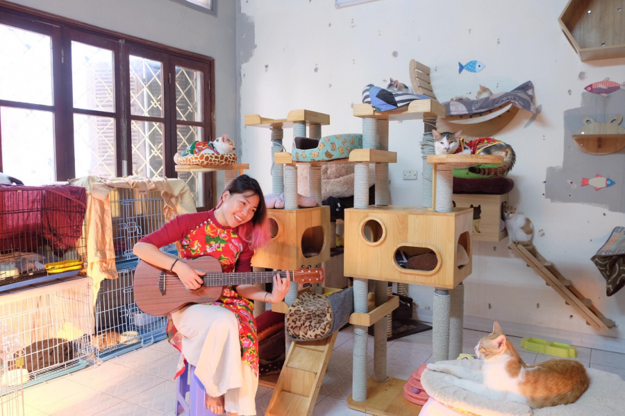 Tình nguyện viên Hanoi Pet Adoption đàn hát giúp mèo 