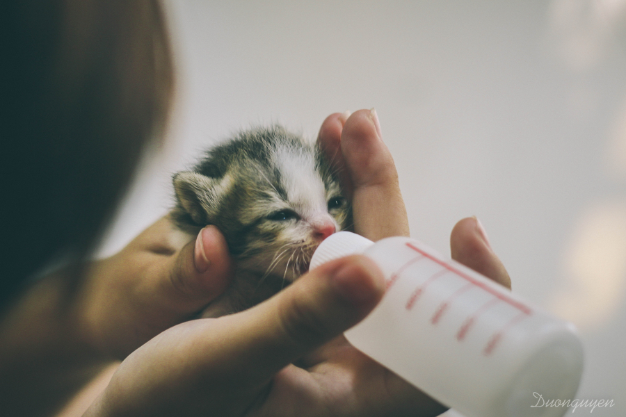 Một bé mèo đang được chăm sóc tại Hội Cứu trợ động vật Đà Nẵng