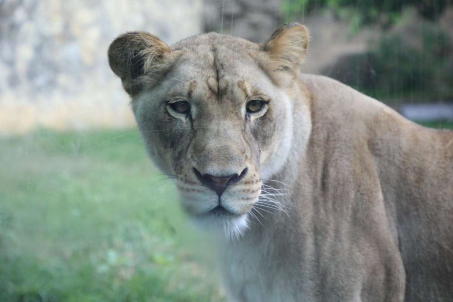 Sư tử châu Phi là một trong những loài được tiêm vaccine sớm ở vườn thú San Antonio.