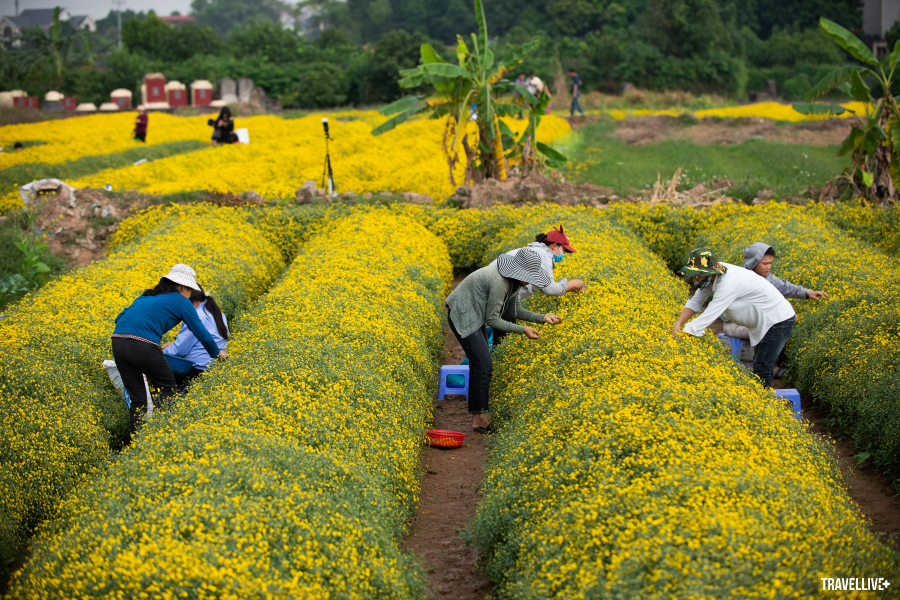 Người dân tập trung thu hoạch hoa cho kịp mùa vụ