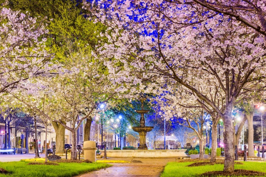 and-by-night-the-cherry-blossoms-are-even-more-enchanting