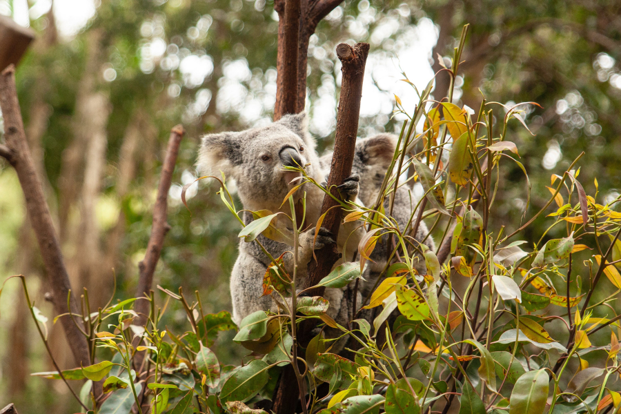 Một số khu vực tại New South Wales đã không còn gấu túi xuất hiện.