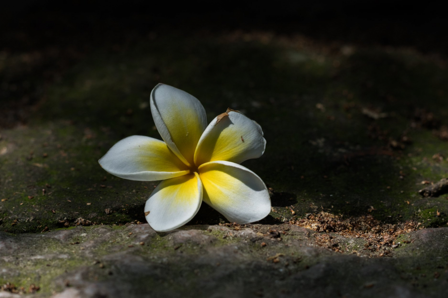 Hoa rơi nơi cửa Phật. (Nguồn: Lê Bích)