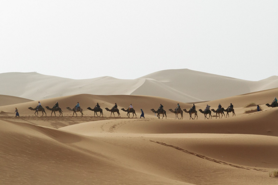 Một đoàn lạc đà của người Raika trên sa mạc (Ảnh: Culture Trip)