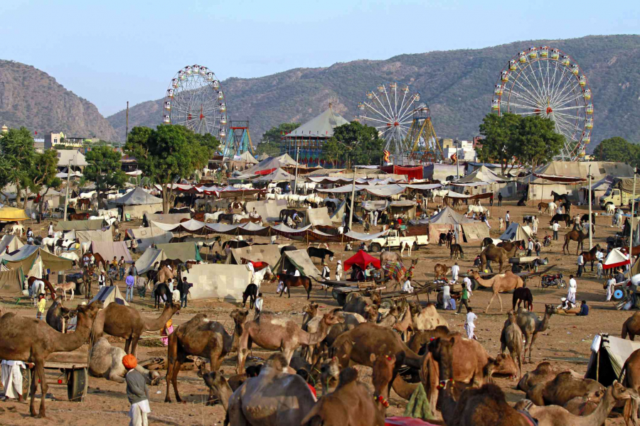 Một góc lễ hội lạc đà (Ảnh: Sabirmallick/Getty Images)