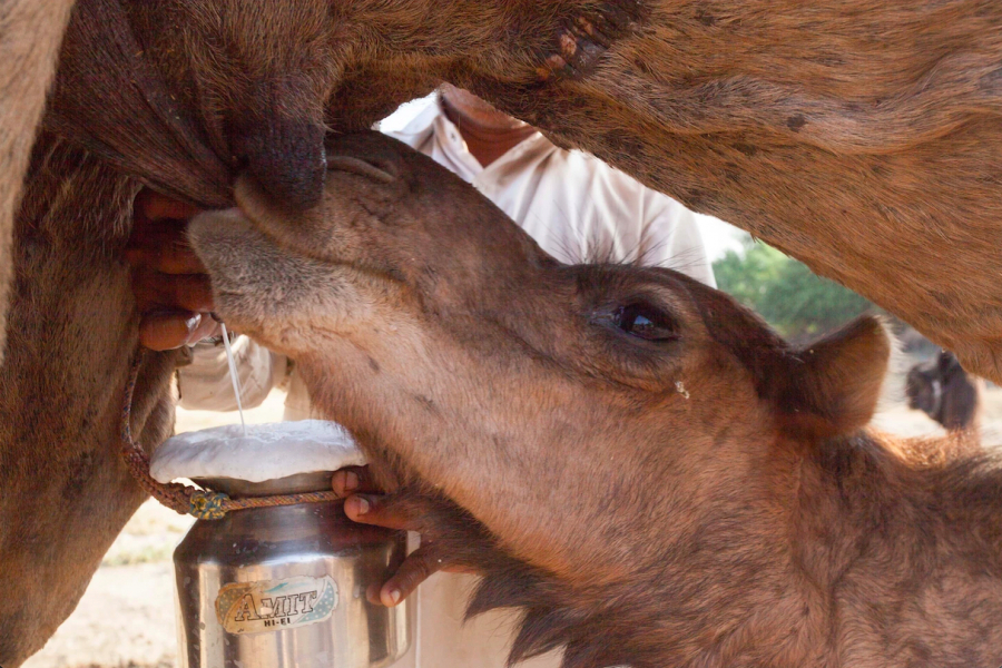 Lạc đà con uống sữa mẹ trong lúc một người Raika đang vắt sữa (Ảnh: David Abram/Culture Trip)