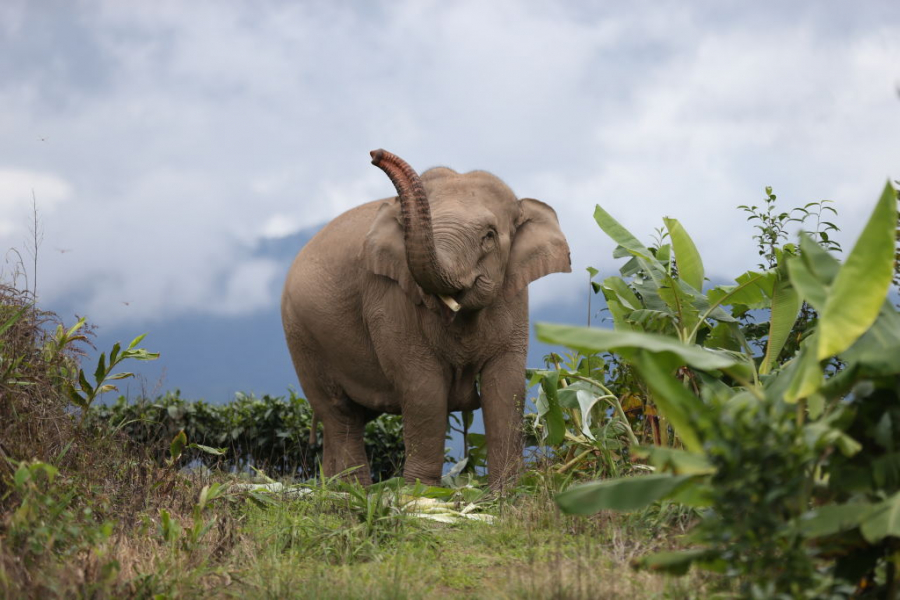 Một chú voi châu Á trong Khu bảo tồn Thiên nhiên Tây Song Bản Nạp - Ảnh: Getty Images
