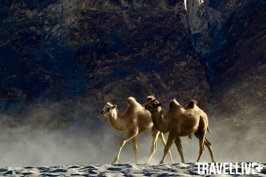 Hẳn mọi người đều ngạc nhiên khi thấy lạc đà ở thung lũng Nubra