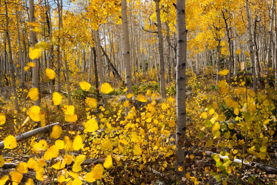 Tưởng chừng là một khu rừng dương lá rung nhưng thực chất đây chỉ là một quần thể sinh vật. Hơn 47.000 cây dương lá rung ở đây cùng nhau chia sẻ một bộ rễ, trở thành một thể thống nhất. “Khu rừng” độc đáo này nằm ở Rừng Quốc gia Fish Lake (Utah, Mỹ). (Ảnh: Diane Cook, Len Jenshel)