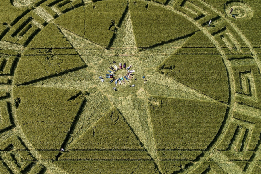 Những người đam mê công việc cắt xén đang nằm xuống cánh đồng như một phần của nghi lễ ở Dorset, Anh.  (Ảnh của Robert Ormerod)