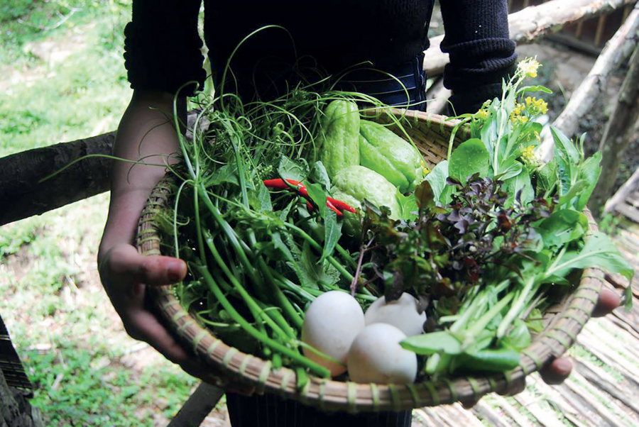 Khách có thể tự trồng rau, hái quả cũng như chế biến thức ăn ở nông trại để thưởng thức