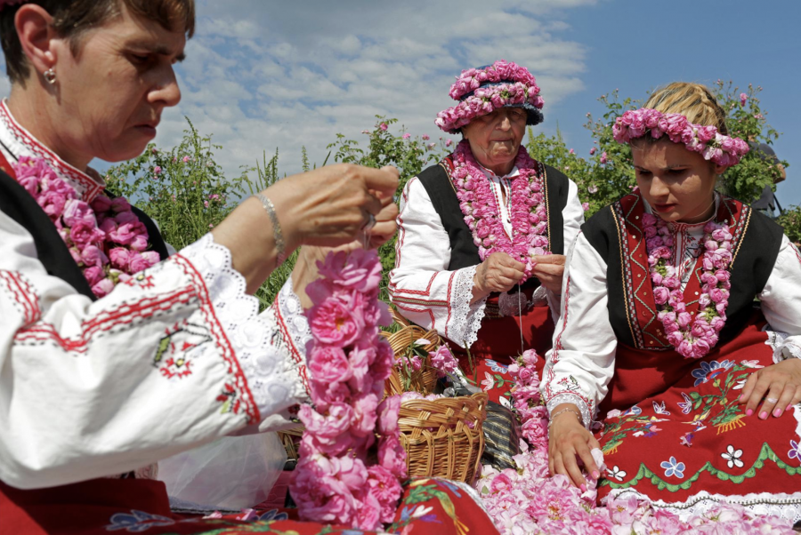 Phụ nữ mặc trang phục dân gian truyền thống của Bulgaria đang làm vòng hoa trên cánh đồng hoa hồng của Buzovgrad. Đây là một một sự kiện hái hoa hồng do chính quyền thành phố tổ chức cho du khách đến thăm thú khu vực.  (Ảnh của Yana Paskova)