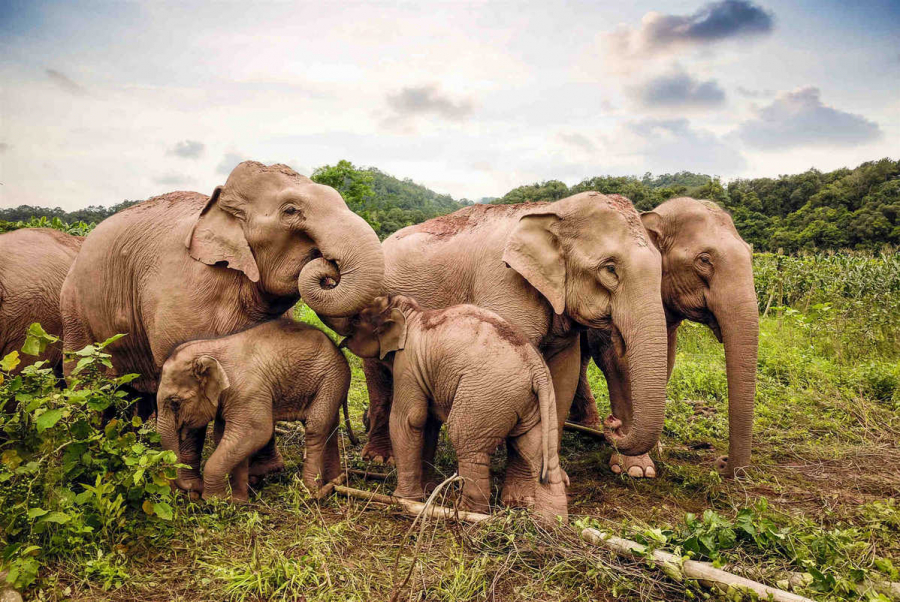Đàn voi tha hồ nhấm nháp cây trồng - Ảnh: Internet