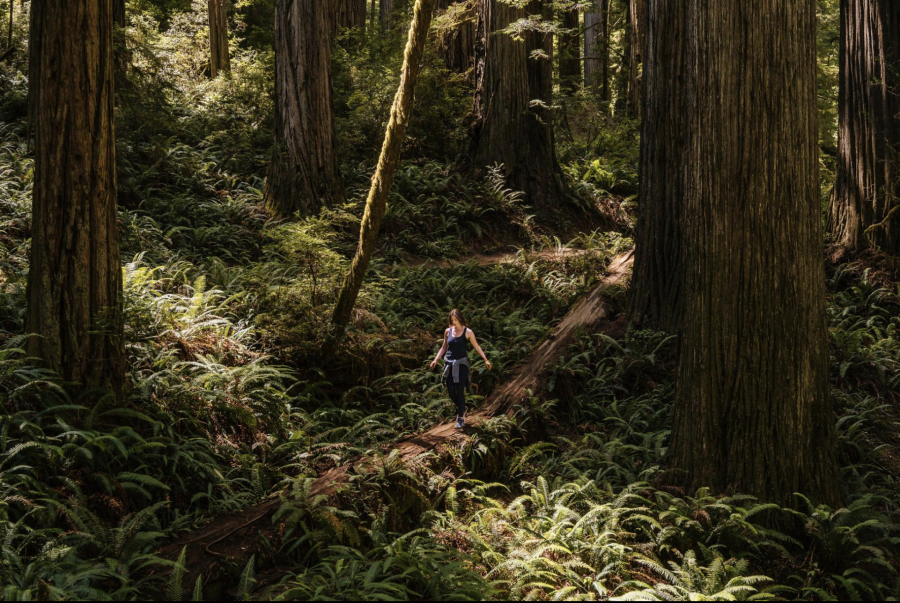 Nằm ngay bên dưới biên giới California-Oregon, Công viên bang Jedediah Smith Redwood sở hữu những con đường rừng nhiệt đới cổ tích xuyên qua những lùm cây gỗ đỏ cao chót vót và len qua những con lạch nhỏ. Nơi đây cũng là địa điểm 