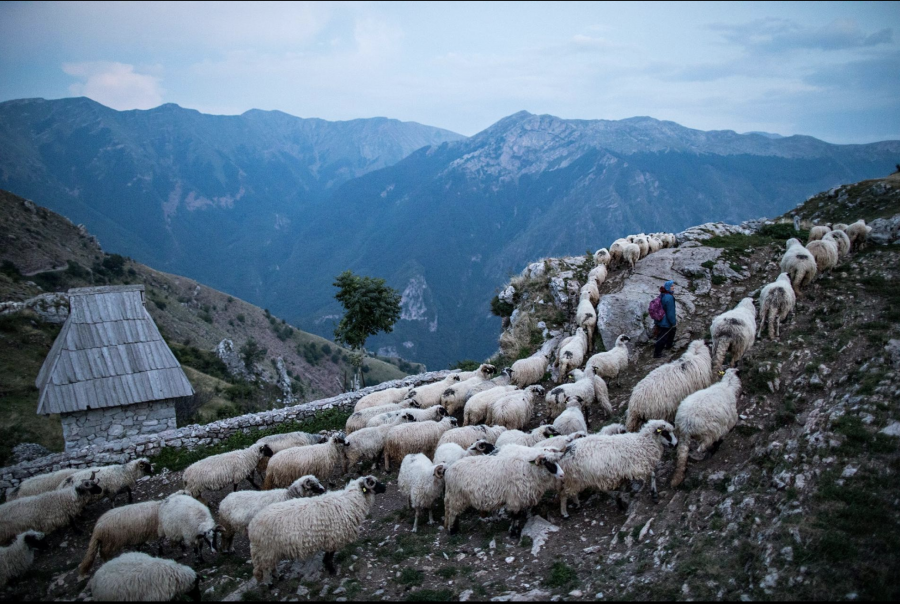 Vào lúc hoàng hôn, những chú cừu ăn cỏ trở về làng Lukomir trên núi Bjelašnica ở Bosnia và Herzegovina.  (Ảnh của Ziyah Gafic)