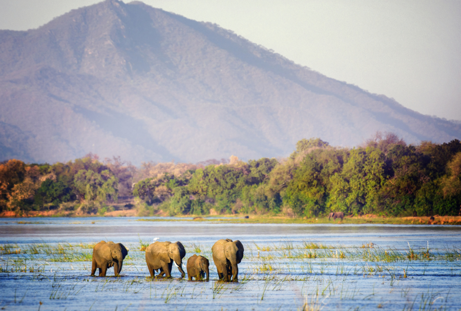 Zimbabwe sở hữu một trong những quần thể voi lớn nhất châu Phi