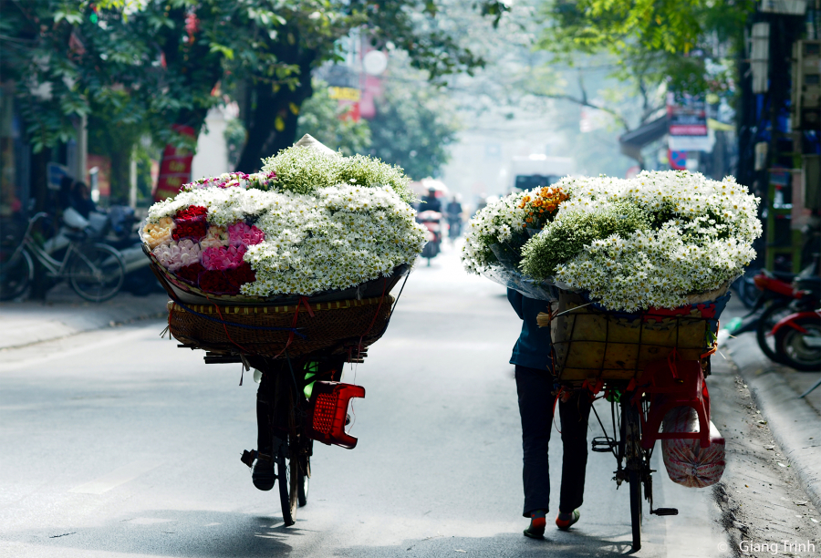 Lại một mùa cúc họa mi nữa về trên khắp các phố phường Hà Nội.
