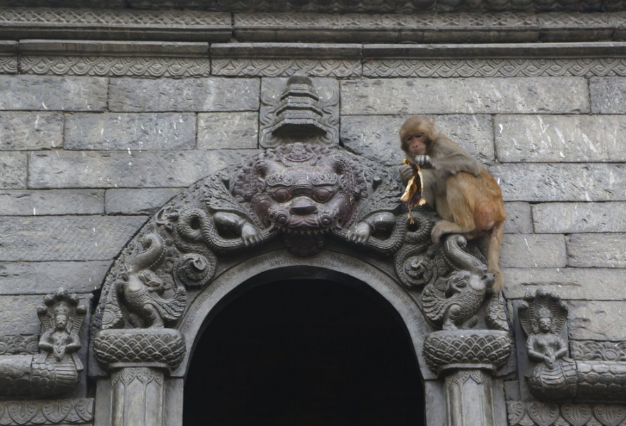 Một con khỉ ăn chuối trên cổng đền Pashupatinath