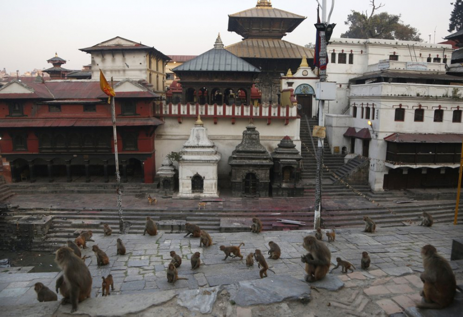 Đàn khỉ chờ được ăn ở đền Pashupatinath