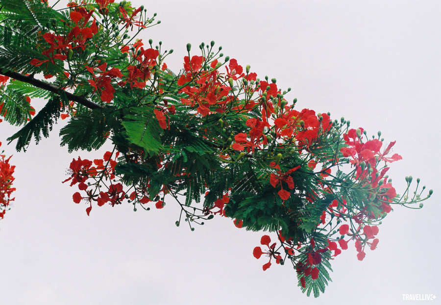 Khó có sắc hoa nào hợp với mùa hè Hà Nội bằng sắc đỏ của hoa phượng