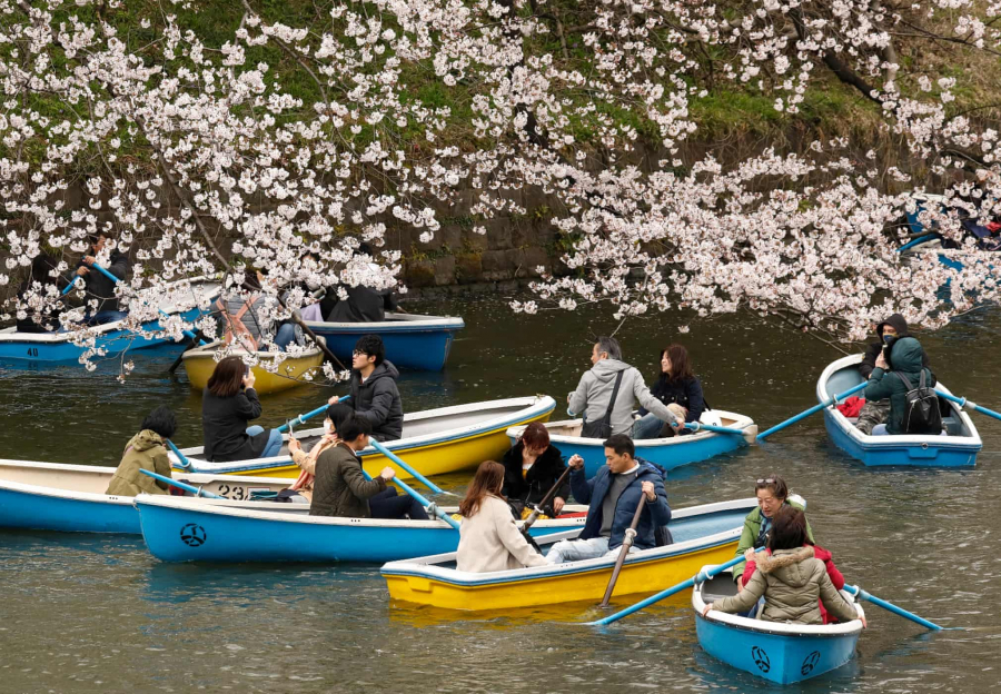 Đi thuyền trên sông Chidorigafuchi ở Tokyo