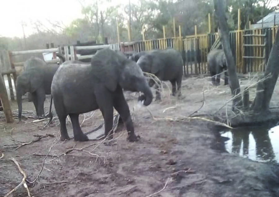 Những con voi con bị nuôi nhốt trong cơ sở tại Công viên Quốc gia Hwange, trước khi được cho vào trong container đưa sang Trung Quốc.