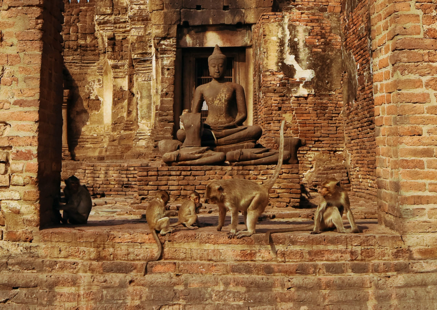 Nhiều con sống trong khuôn viên của các ngôi chùa Phật giáo cổ xưa của thành phố