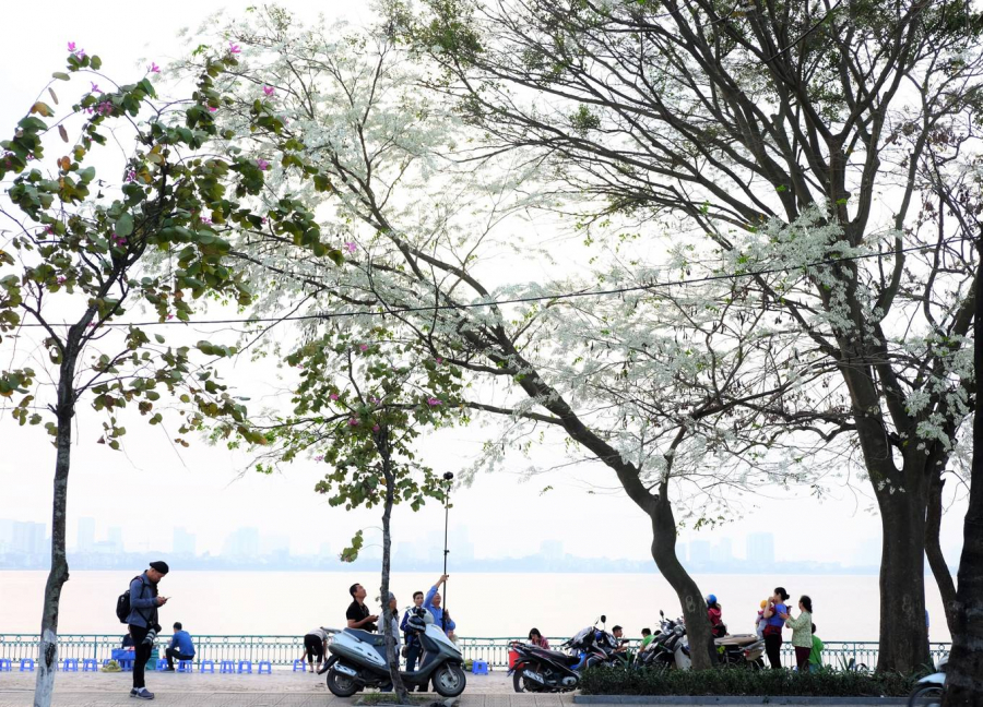Những cánh hoa sưa rụng trắng hai bên hè con phố Phan Chu Trinh khiến con phố trở nên đặc biệt thơ mộng cho các du khách đi qua đây. Ảnh: Hương Chi  