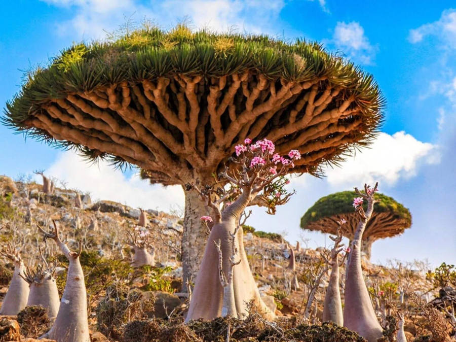 Nằm trên hòn đảo của quần đảo Socotra, đã bị tách ra khỏi lục địa Ả Rập 34 triệu năm trước, những cảnh quan thực vật ở đây khiến chúng trong giống như một cánh rừng ngoài trái đất. Thật vậy, 37% hệ thực vật của Socotra không thể tìm thấy ở bất cứ đâu khác trên thế giới.