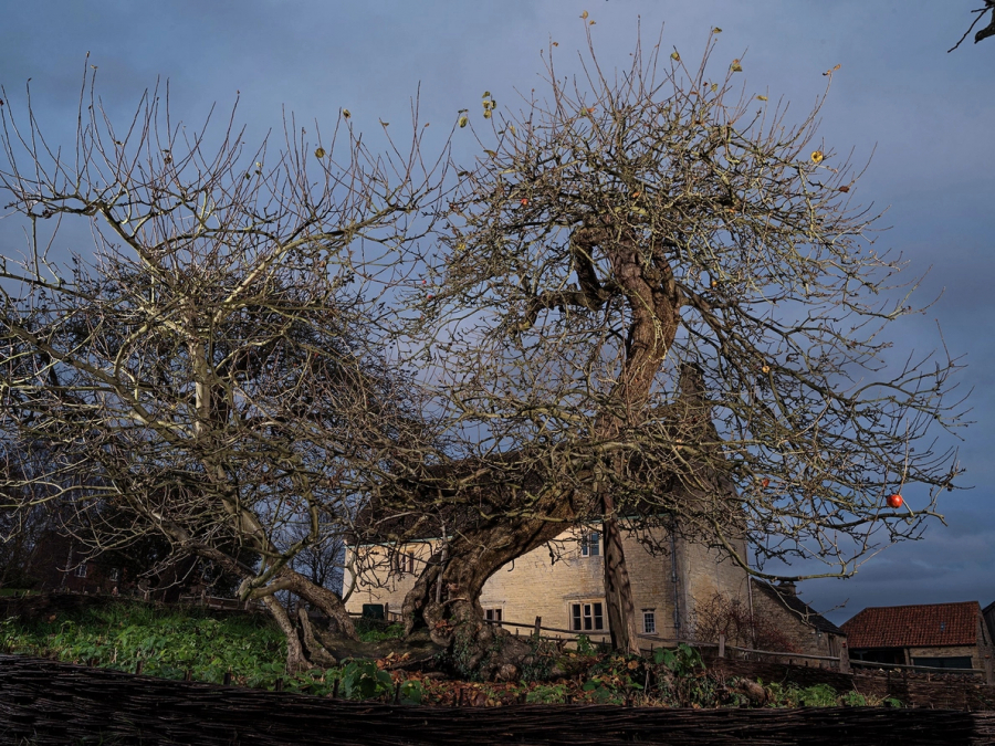 Không đơn thuần chỉ là một cây táo lâu năm, gốc cây này được cho là nơi Issac Newton tựa đầu nghỉ ngơi và cũng chính tại đây ông đã phát hiện ra lý thuyết về trọng lực. Du khách có thể chiêm ngưỡng cây táo và ngôi nhà của Issac Newton tại Lincolnshire (Anh). (Ảnh: Paolo Woods)