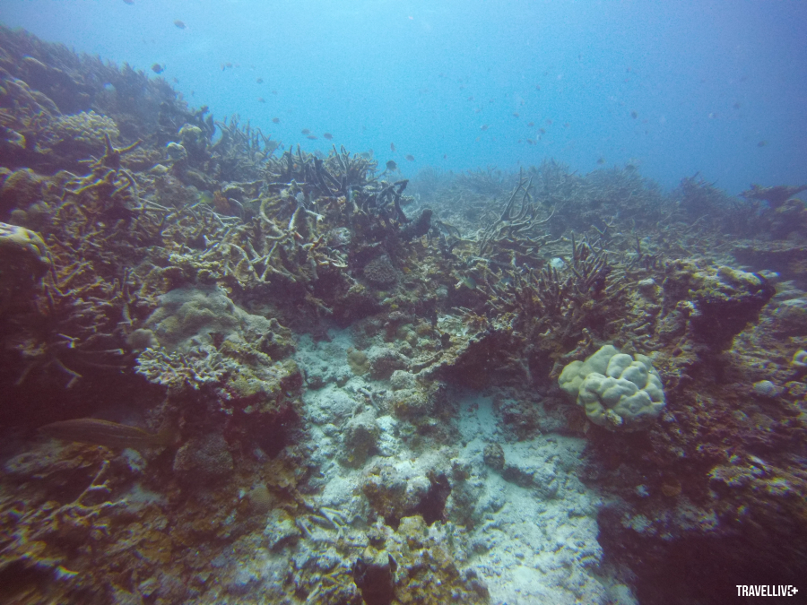 Đáy biển Maldives 