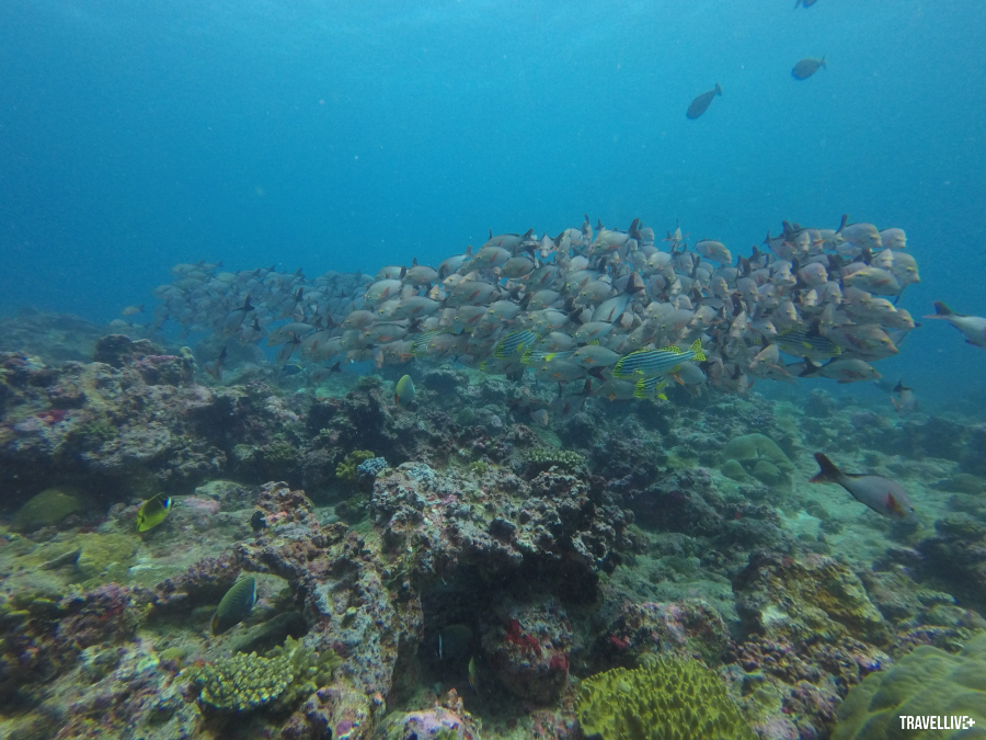 Lặn bình khí (scuba diving) để ngắm nhìn những loài cá hay san hô