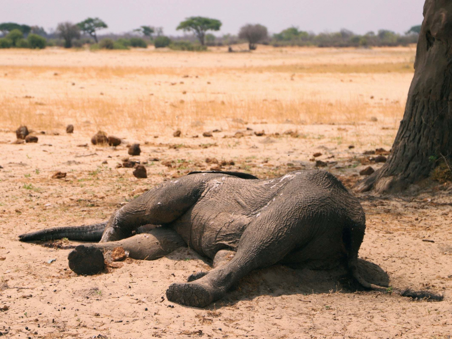 Xác con voi chết khô bên dòng nước cạn kiệt ở Công viên Quốc gia Hwange, Zimbabwe.