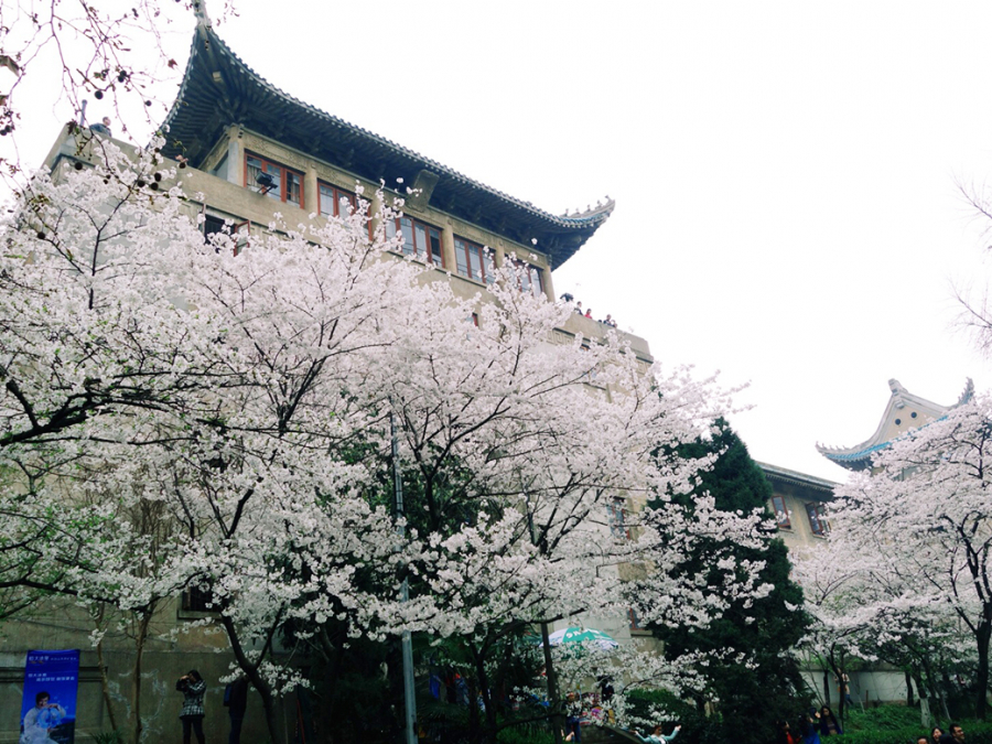 Hoa anh đào nở rộ vào mùa xuân ở thành phố Vũ Hán