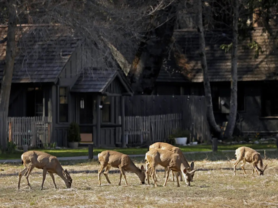 Đàn hươu tận hưởng không khí yên bình trong Công viên Yosemite vắng vẻ