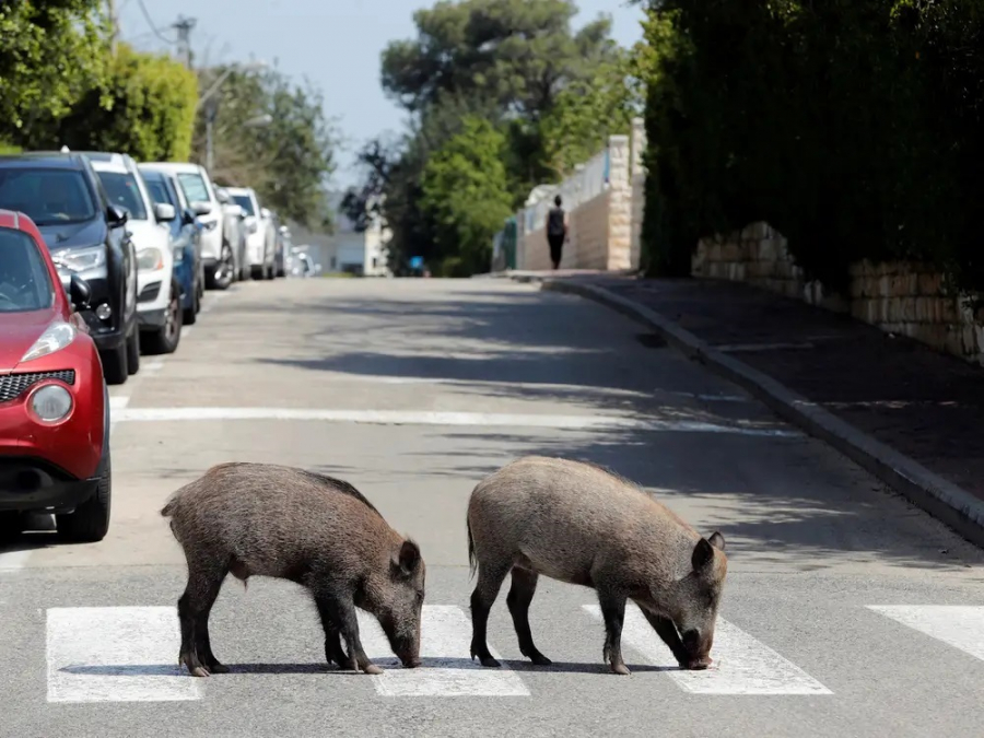 Lợn rửng băng qua đường ở Haifa, bắc Israel ngày 16/4