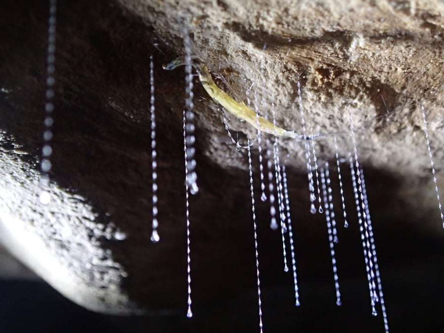 Ấu trừng của loài đom đóm treo lơ lửng trên trần hang động như những chuỗi pha lê lấp lánh