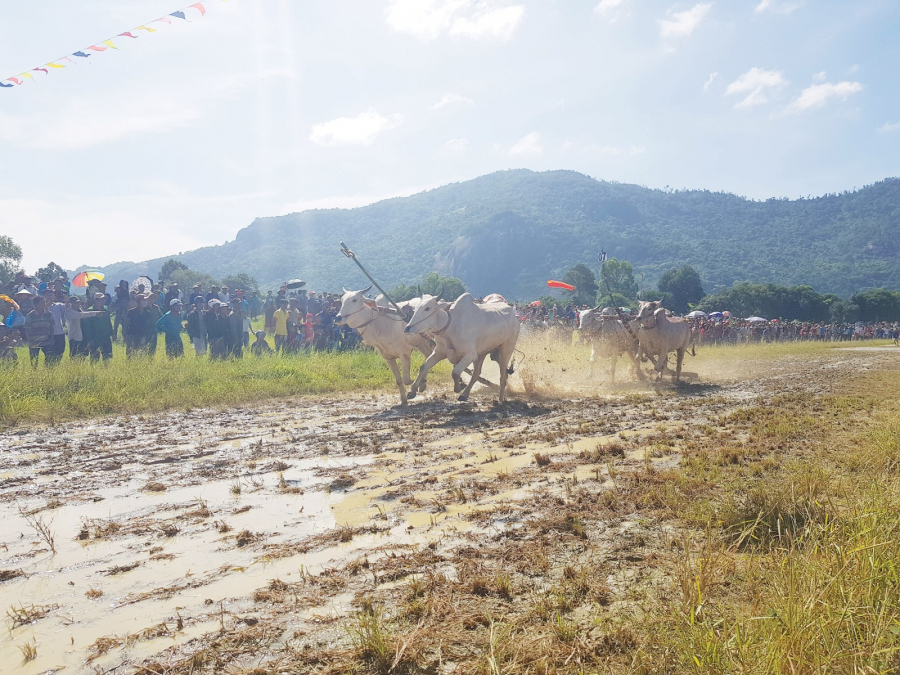 Những trận đua bò sôi nổi, nét văn hóa truyền thống của người dân vùng đất Bảy Núi