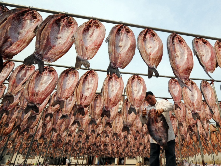 Cứ mỗi dịp Tết đến, người dân địa phương lại có truyền thống làm cá khô. Người Trung Quốc tin rằng ăn cá vào dịp Năm mới sẽ đem lại giàu sang, phú quý. Trong hình là một người đàn ông đang phơi cá ở Hàng Châu.