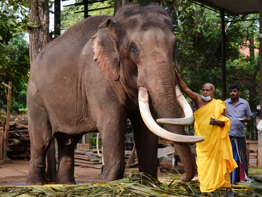 Một nhà sư xức dầu cho voi trong nghi lễ đánh dấu năm mới theo truyền thống, tại một ngôi chùa ở Colombo, Sri Lanka vào ngày 17/4/2021. (Ảnh: Getty Images)