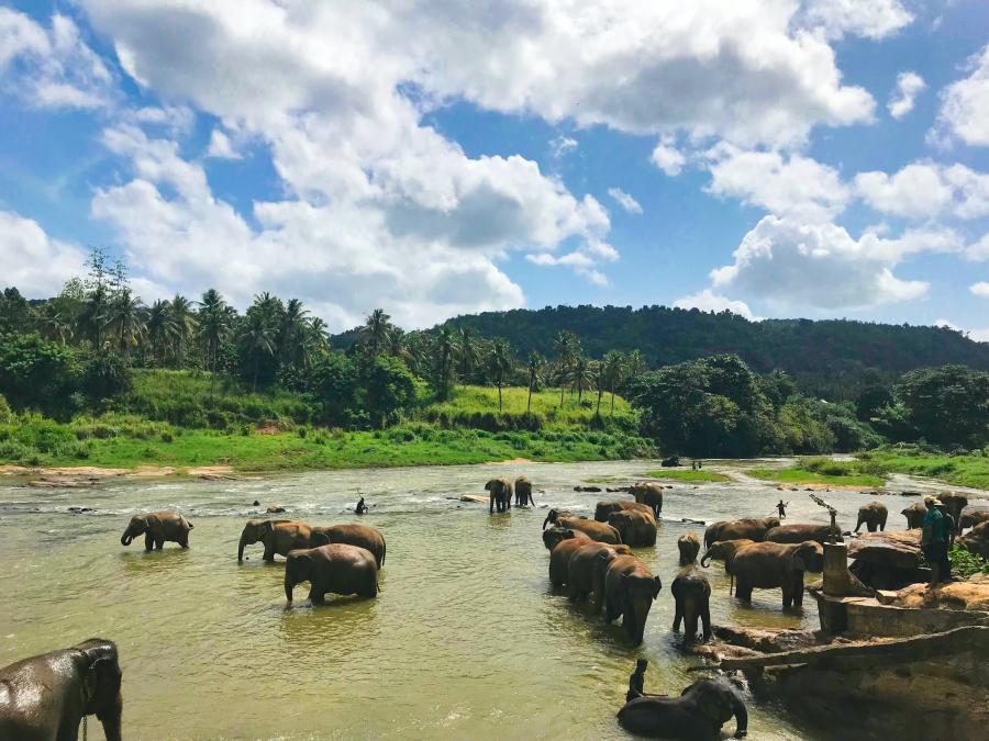 Những chú voi trên sông tại làng Pinnawala (Sri Lanka) - Ảnh: Rajiv Perera 