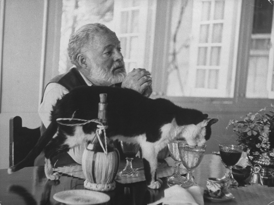 Nhà văn Hemingway từng nuôi rất nhiều mèo, trong đó có chú mèo sáu ngón Snowball