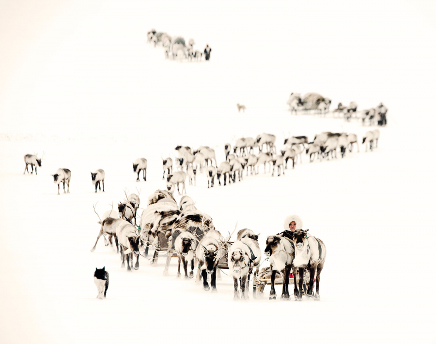 Trong những cuộc di cư hàng năm kéo dài hơn 1.000 km, người Nenets phải di chuyển những đàn tuần lộc khổng lồ từ đồng cỏ mùa hè ở phía bắc đến đồng cỏ mùa đông ngay phía nam Vòng Bắc Cực. Cuộc di cư bao gồm 48 km vượt qua vùng nước đóng băng của sông Ob.